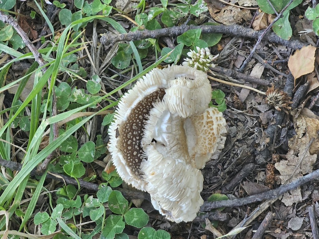 Amanita excelsa spissa · January 2025 · photo: © shimple (iNaturalist, cc0)