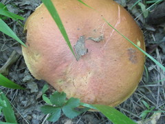 Boletus subluridellus