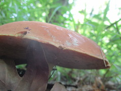 Boletus subluridellus