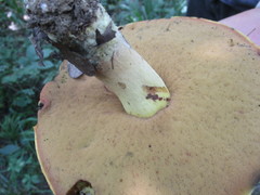Boletus subluridellus