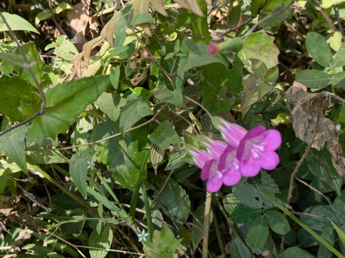 Image of Maurandya scandens by (c) portioid, some rights reserved (CC BY)
