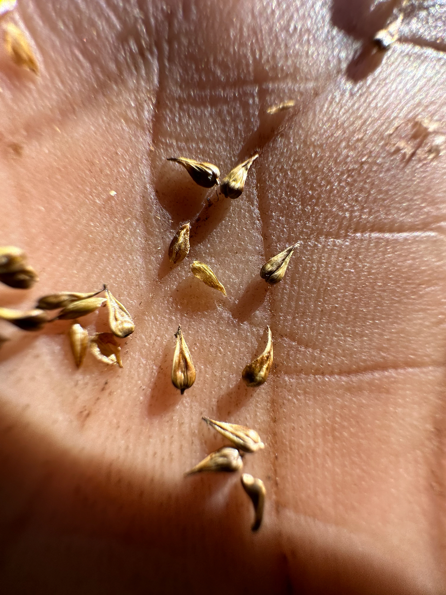 Carex neurophora