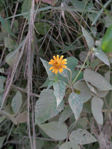 Image of Heliopsis buphthalmoides by (c) portioid, some rights reserved (CC BY)