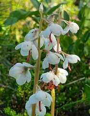 Pyrola rotundifolia norvegica