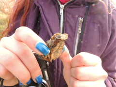 Hydromedusa tectifera