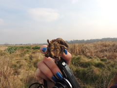 Hydromedusa tectifera