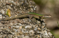 Bocage's Wall Lizard photo 2