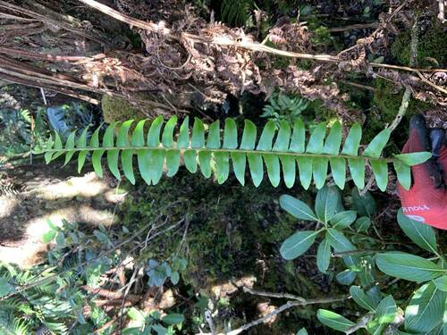 Nephrolepis exaltata observed 2024-08-13