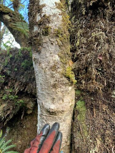 Polyscias oahuensis observed 2024-08-13