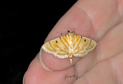Notarcha tigrina