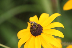 Andrena rudbeckiae