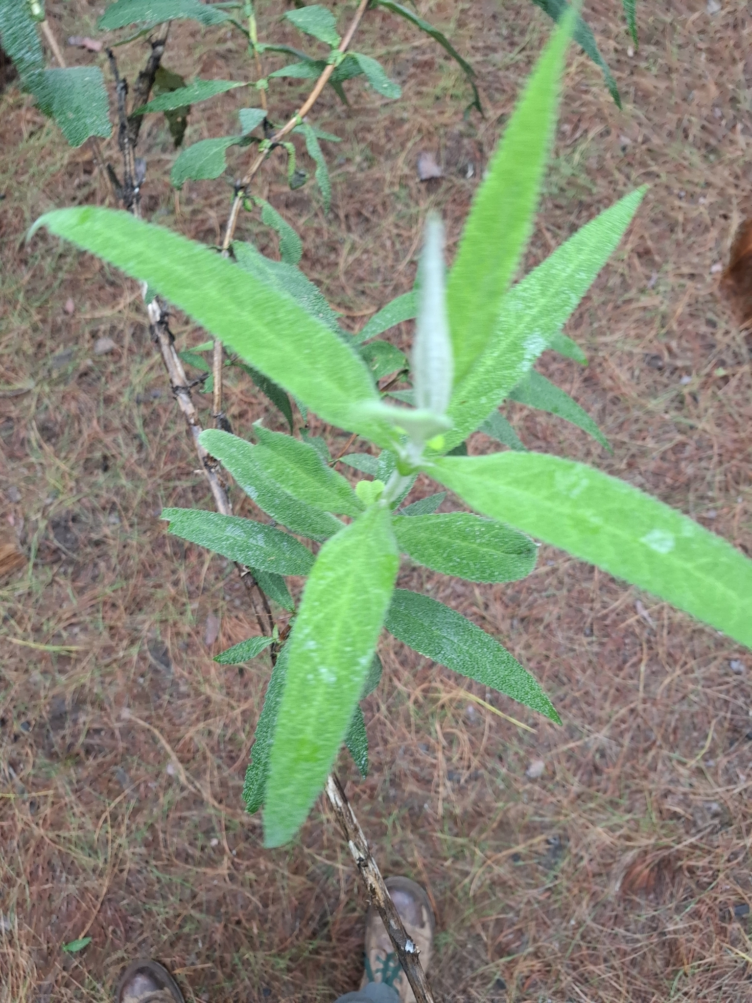 Imagem de Buddleia