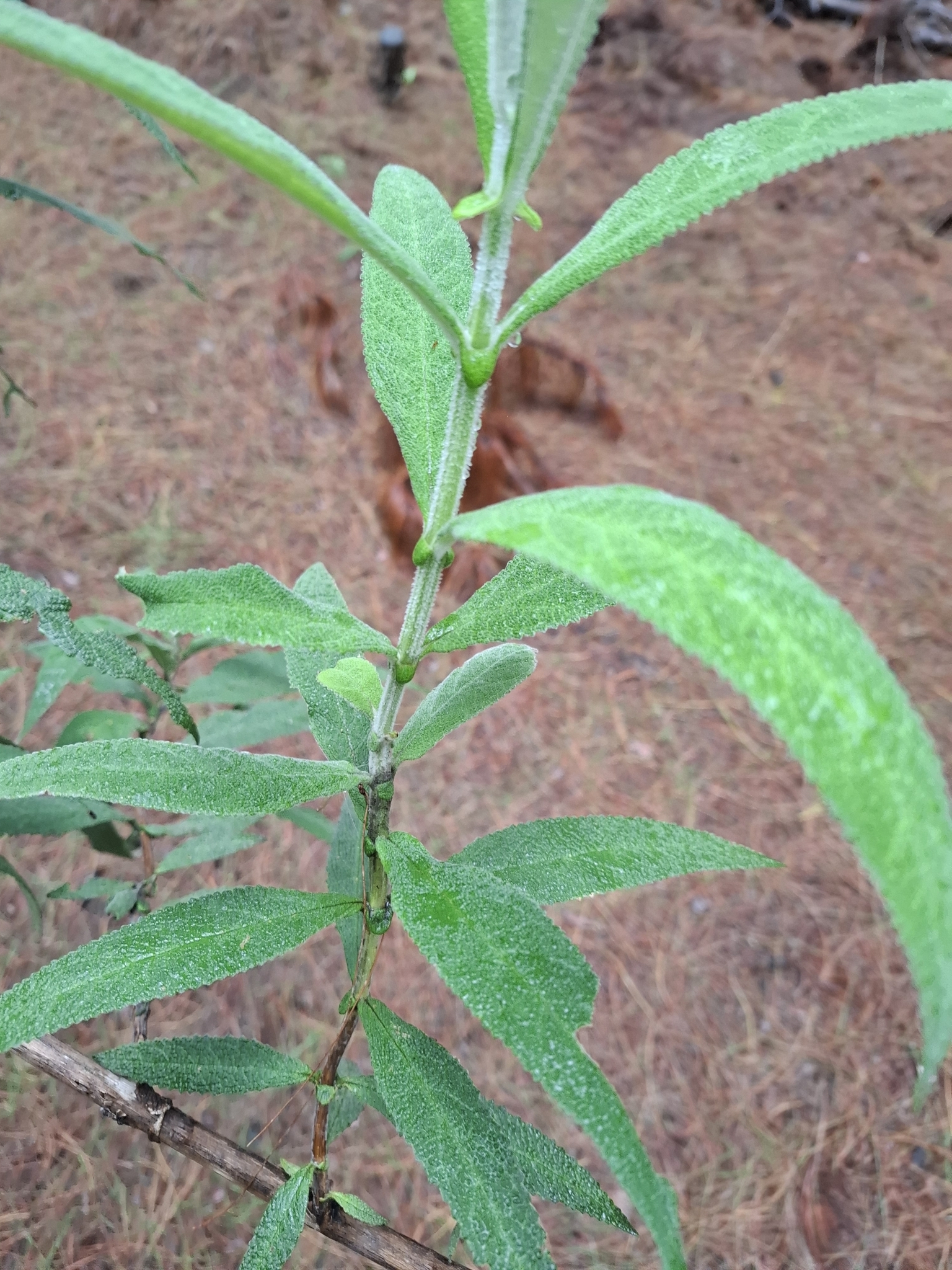 Imagem de Buddleia