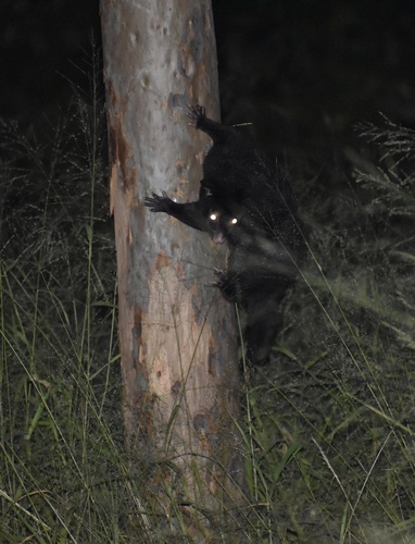 Short-eared Brush-tailed Possum, Riverbend, QLD, AU, photo 2 of 10