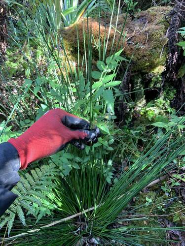 Juncus effusus observed 2024-08-13
