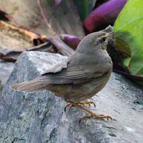Mosquitero sombrío (Phylloscopus fuscatus)
