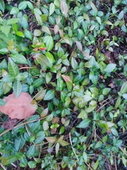 Trachelospermum
