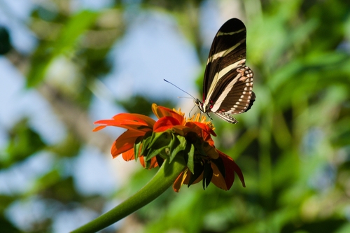 Zebra longwing
