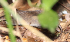 Amazonian Nectomys photo 4
