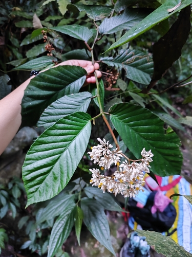 Begonia arborescens, 2025-01-19