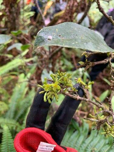 Wikstroemia oahuensis observed 2024-08-14