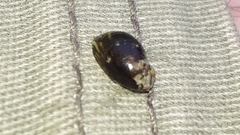 Theodoxus fluviatilis