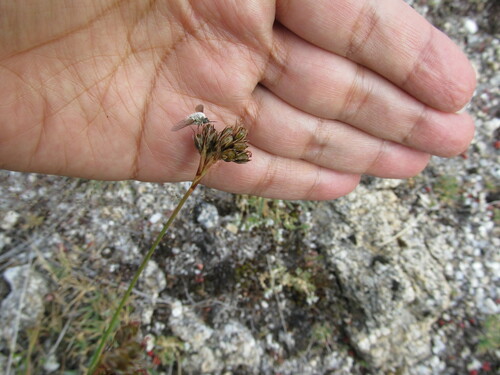 Mosquito rush (Juncus squarrosus)