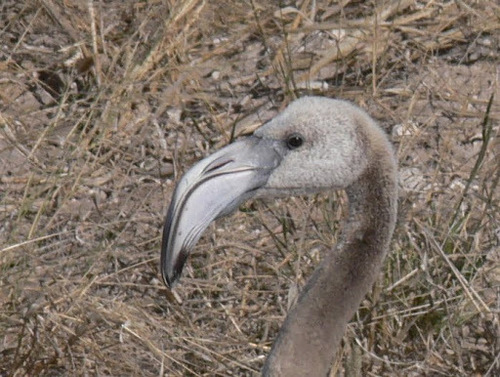 Greater Flamingo