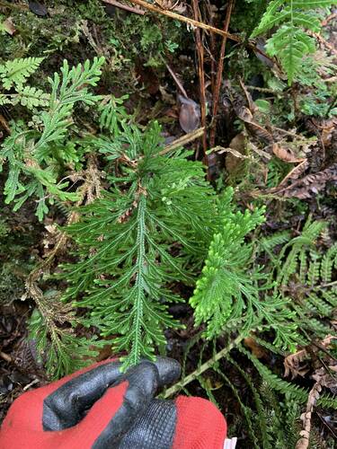 Selaginella arbuscula observed 2024-08-14