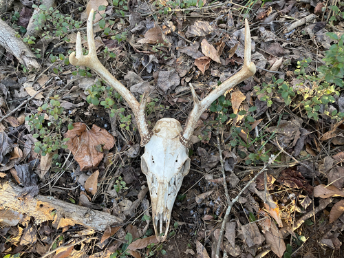 White-tailed Deer photographed in South Carolina