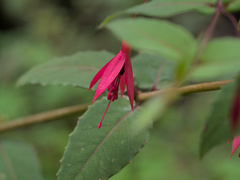 Fuchsia coccinea