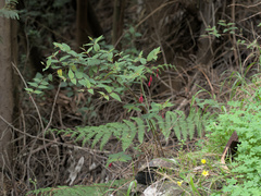 Fuchsia coccinea, photograph (c) Daniel Cahen, some rights reserved (CC BY)
