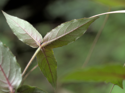 Fuchsia coccinea, photograph 2