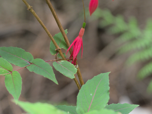 Fuchsia coccinea, photograph 1