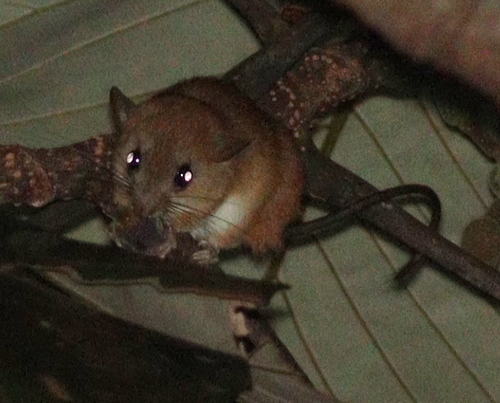 Splendid Climbing Mouse