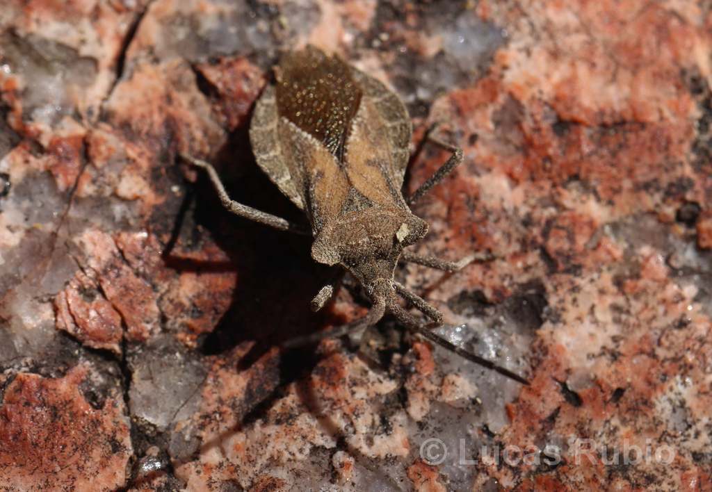 Eubule glyphica