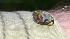 Theodoxus fluviatilis