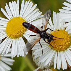 Cylindromyia brassicaria