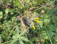Parnassius eversmanni