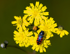 Acmaeodera ottomana