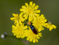 Acmaeodera ottomana