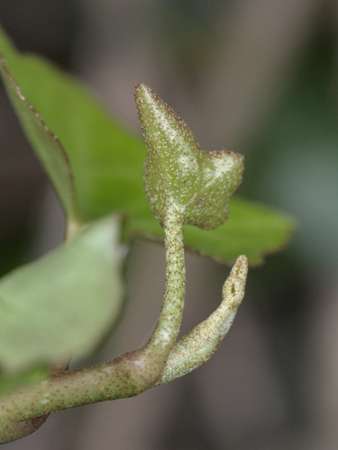 Hedera maderensis