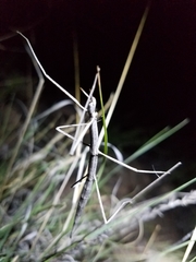 Parabacillus coloradus
