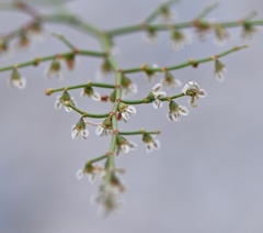 Eriogonum deflexum deflexum
