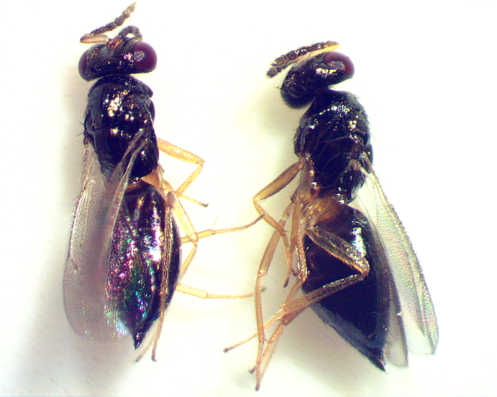 Wasp hyperparasite