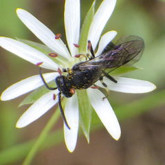 Hylaeus
