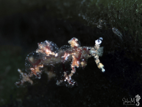 Crimson Hermaea, Bouillante, GP-BT, GP, photo 8 of 10