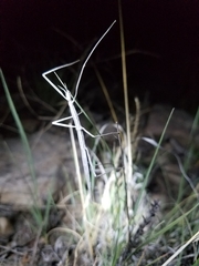 Parabacillus coloradus