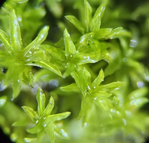Image of Streblotrichum convolutum by (c) Helen Waterman, some rights reserved (CC BY)
