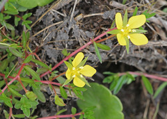 Ludwigia arcuata